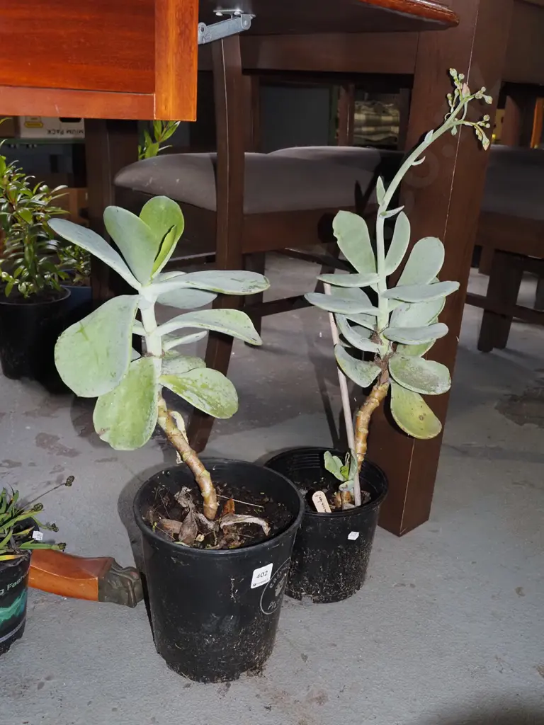 2x potted succulents Image 1++