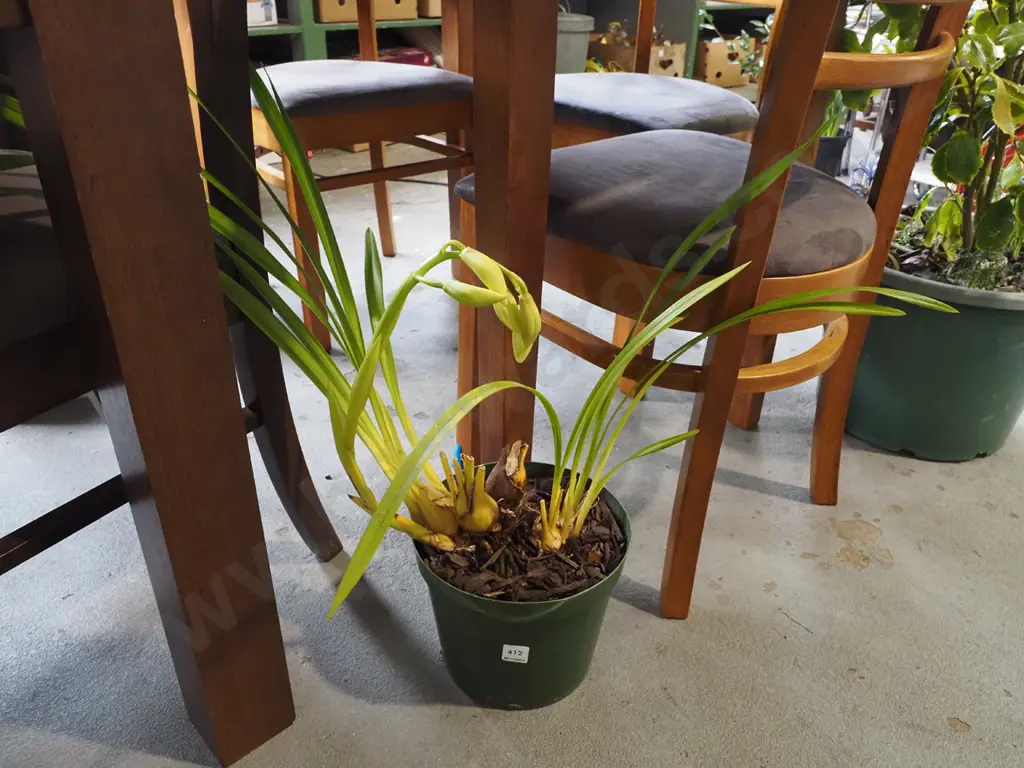 potted orchid about to flower Image 1++