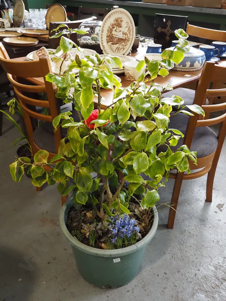 potted camelia with purple flowering dwarf irises Image 1++