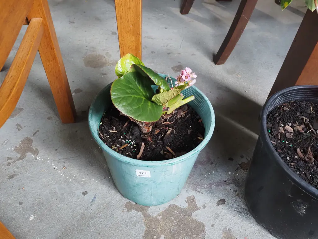 potted begonia Image 1++