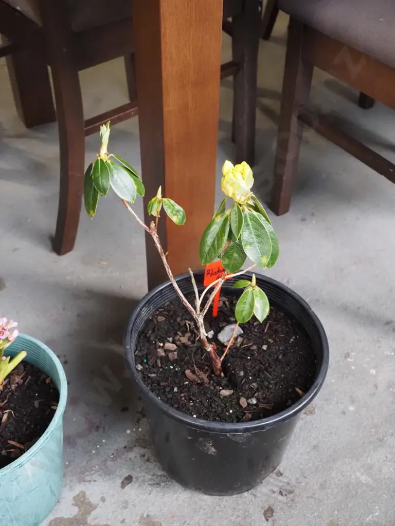 potted yellow flowering rhodendron Image 1++