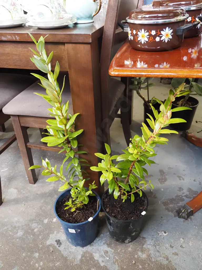 2x potted pohutukawa Image 1++