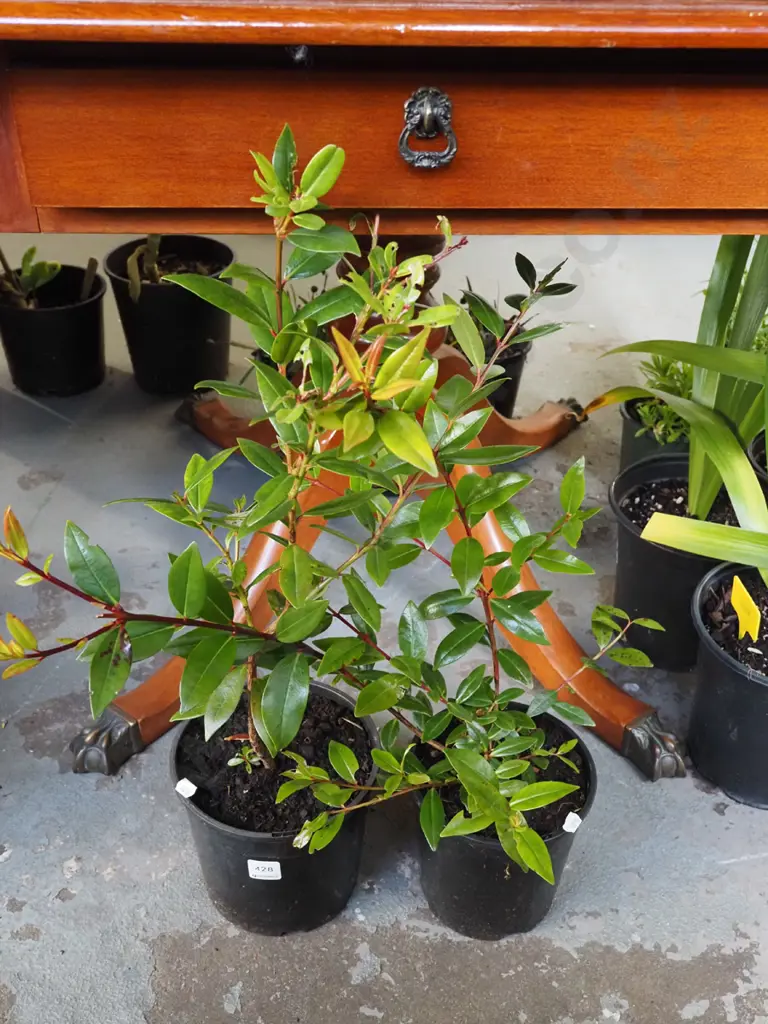 2x potted pohutukawa Image 1++