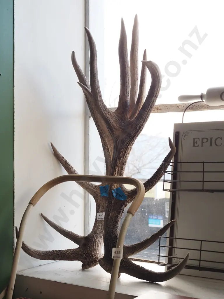 pair of large 7 pointer antlers Image 1++