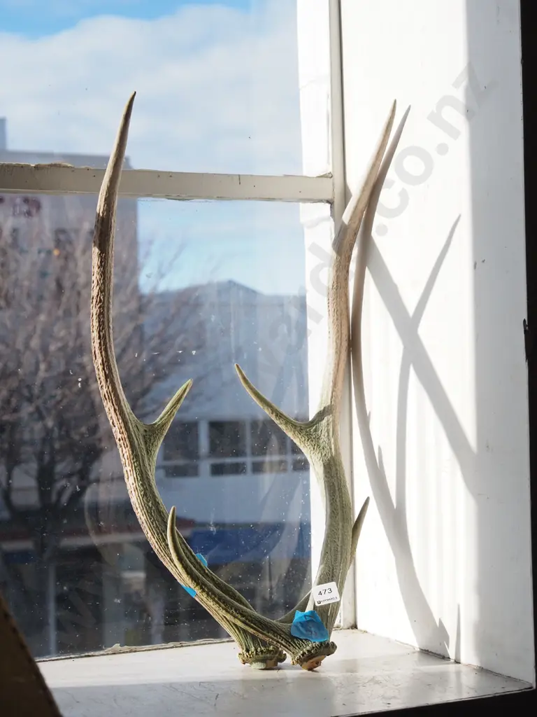 pair of antlers Image 1++
