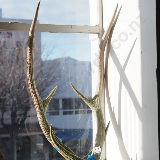 pair of antlers