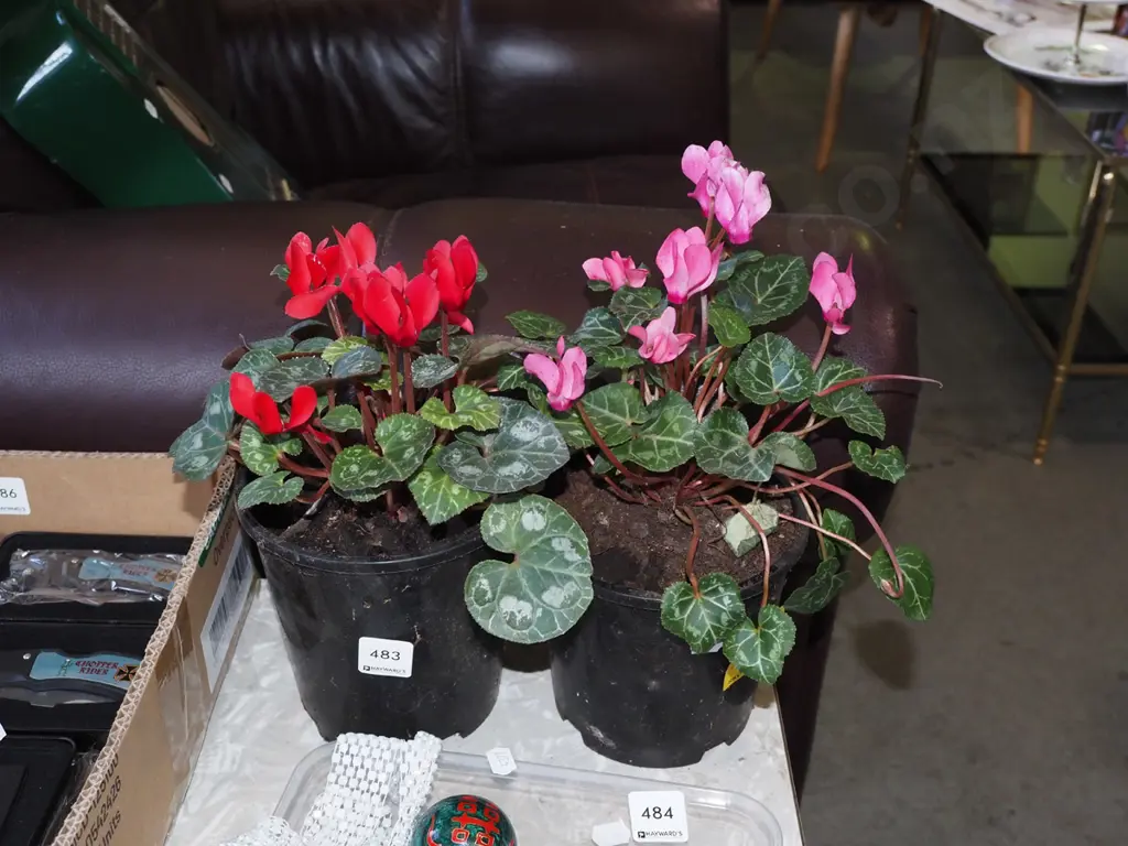 potted pink and red cyclamens Image 1++