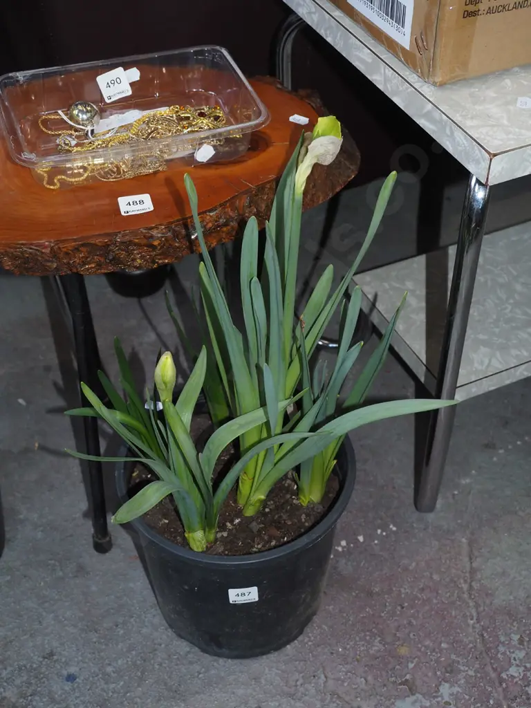 potted daffodils Image 1++
