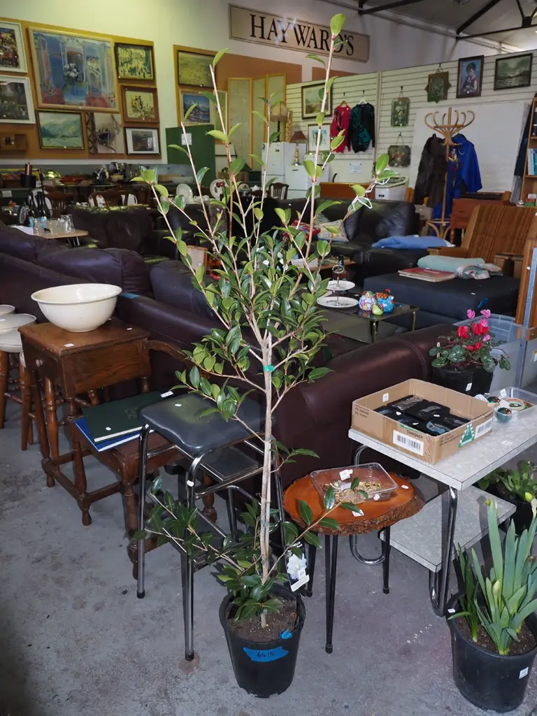 potted camelia - paradise blush Image 1++