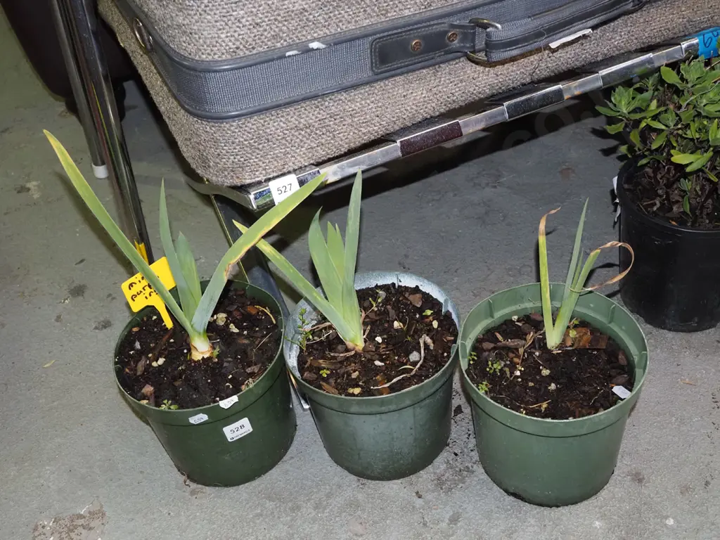3x potted irises Image 1++
