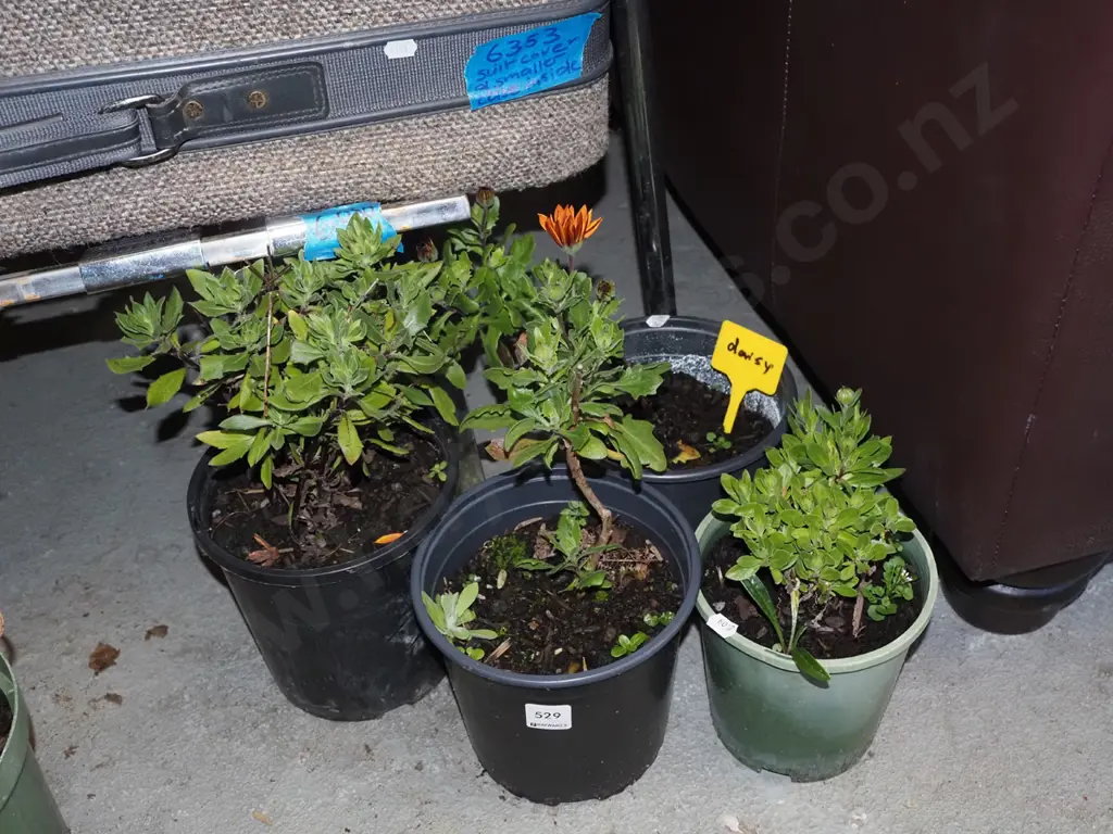 4x potted daisies Image 1++