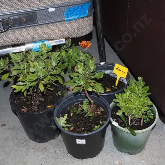 4x potted daisies