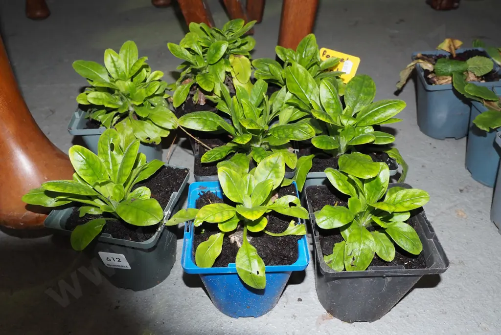 8 potted forget me nots Image 1++