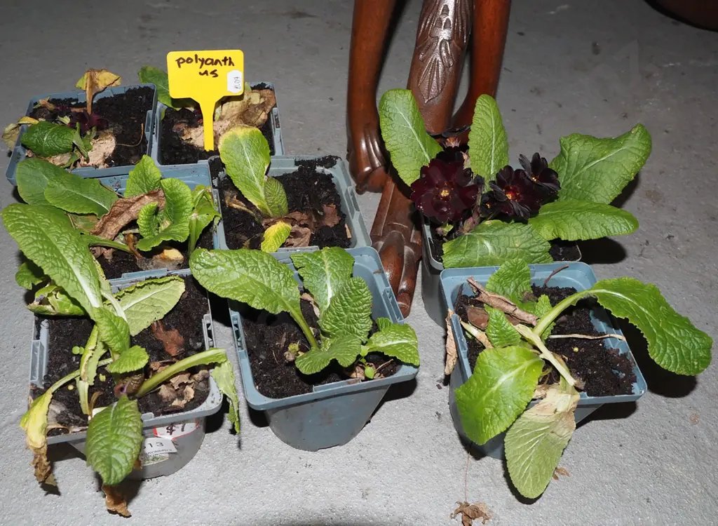 8x potted polyanthus Image 1++