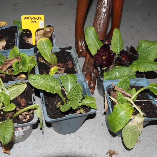8x potted polyanthus