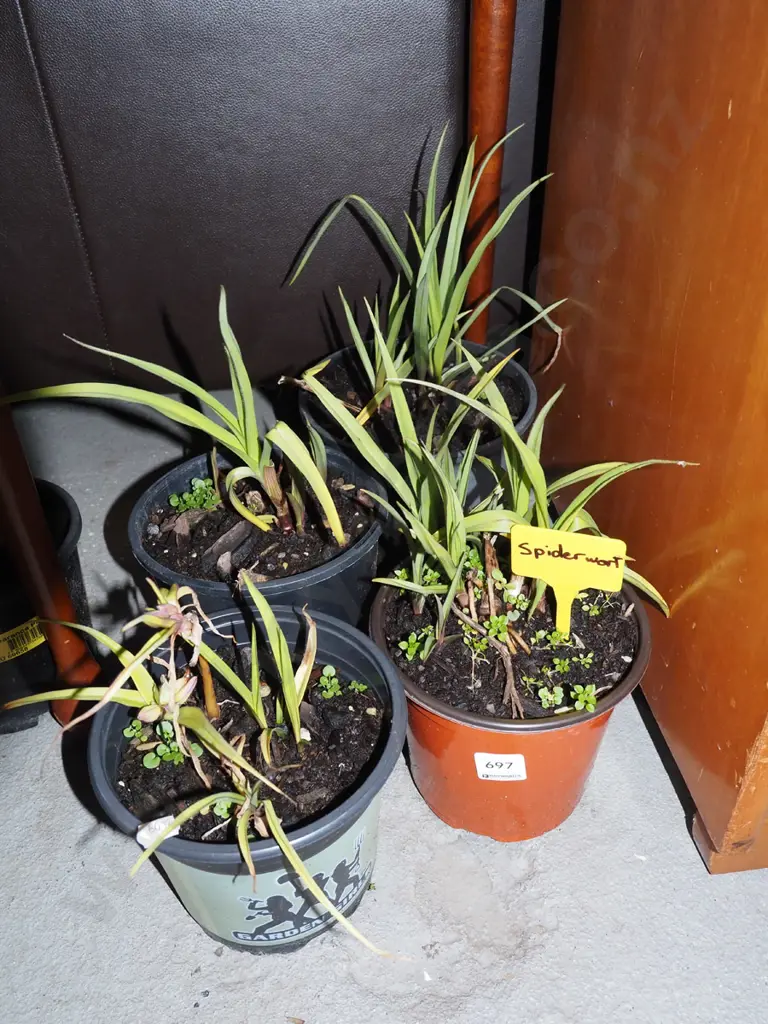 4x potted spiderwort Image 1++