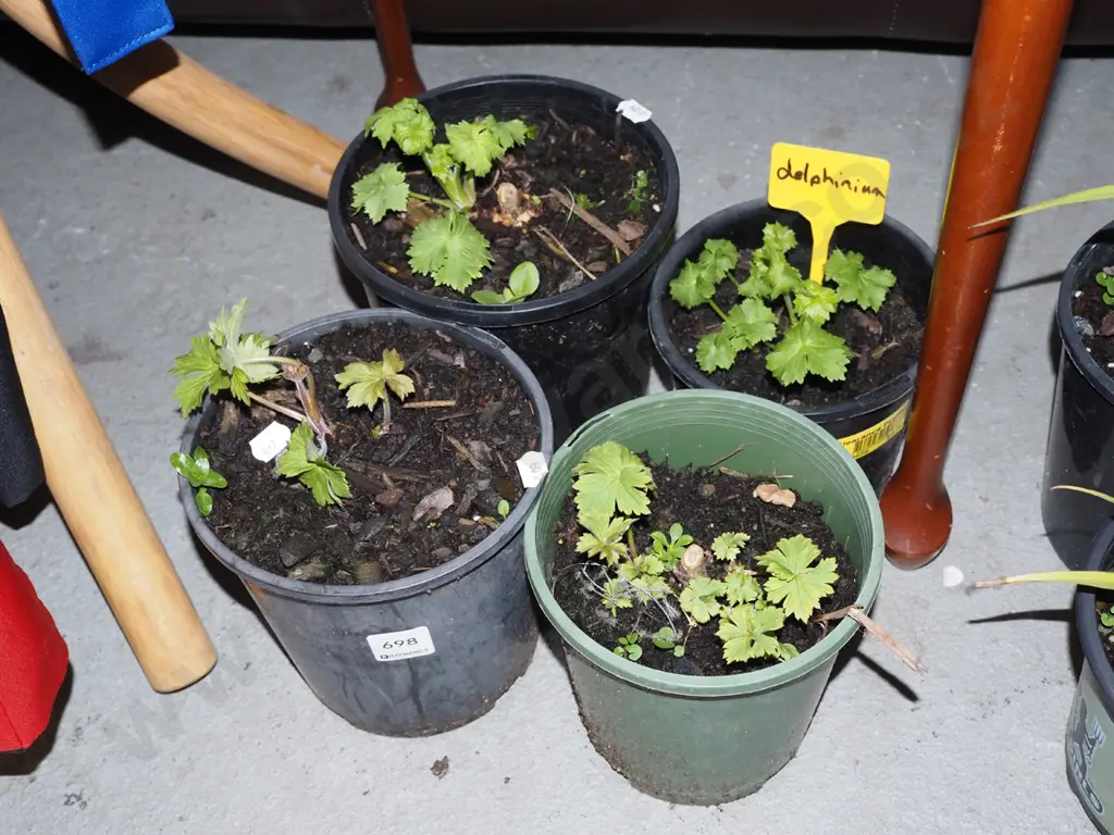 4x potted delphiniums Image 1++