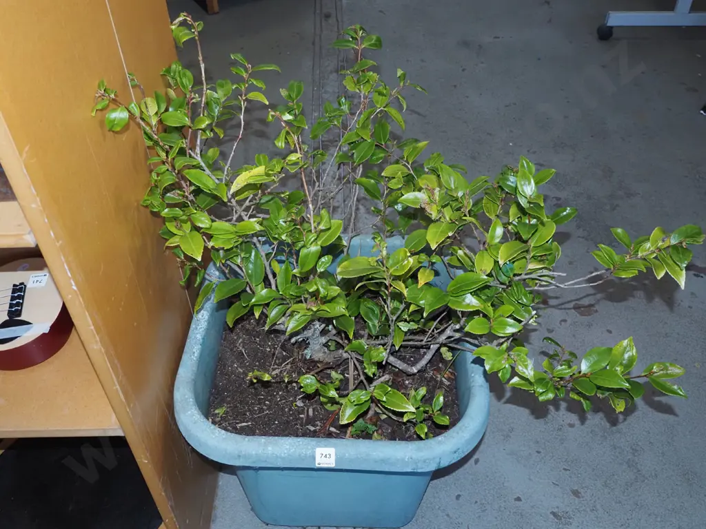 camelia plastic planter Image 1++