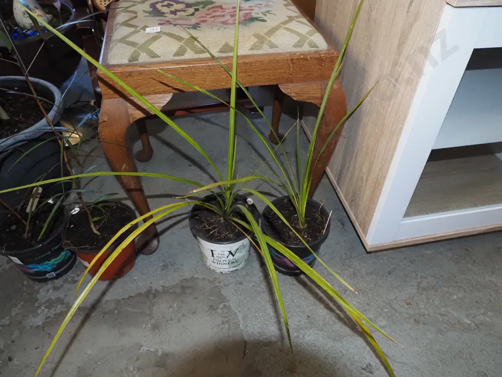 2x potted cabbage trees Image 1++