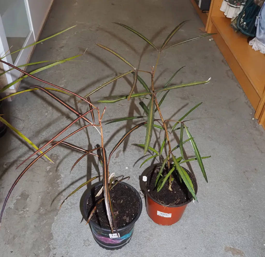 2x potted lancewoods Image 1++