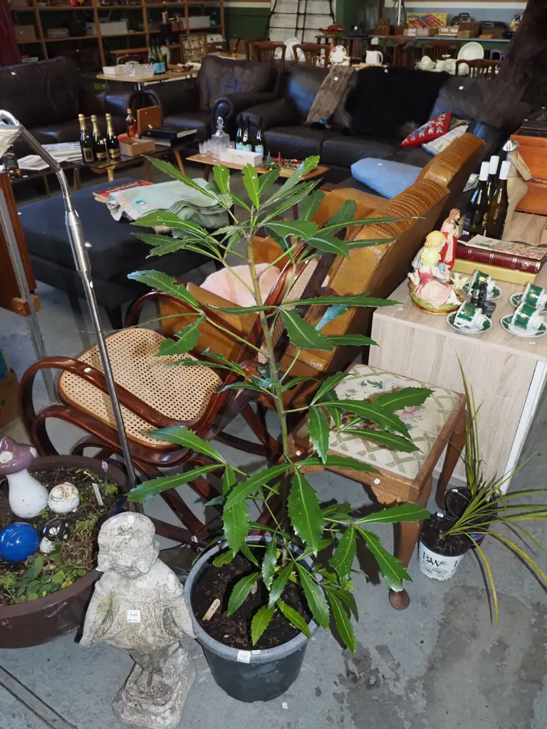 large potted pseudopanax Image 1++