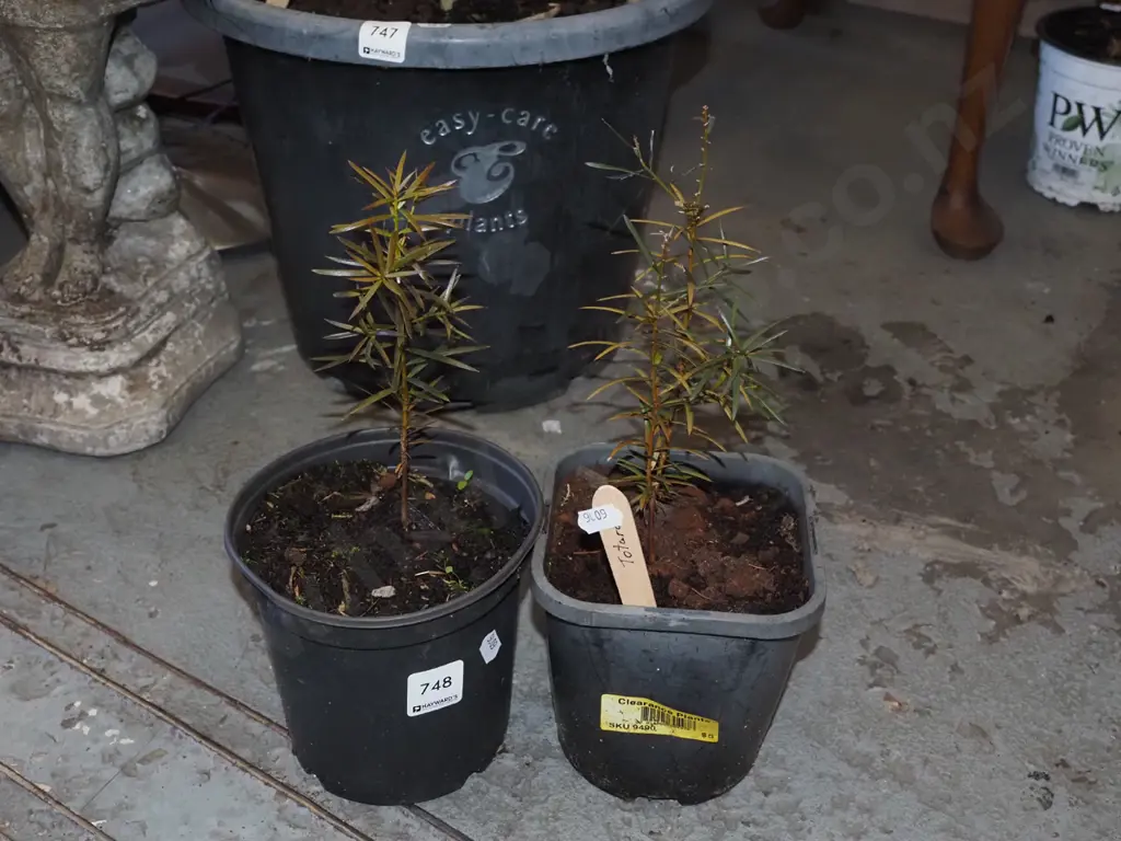 2x potted totara Image 1++