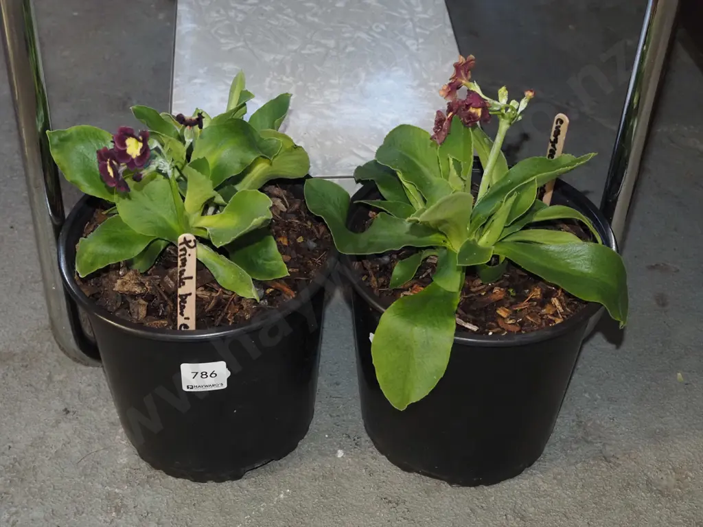 2x potted primulas Image 1++