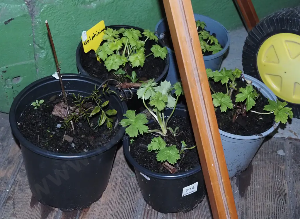 4x potted delphiniums, jasmine Image 1++