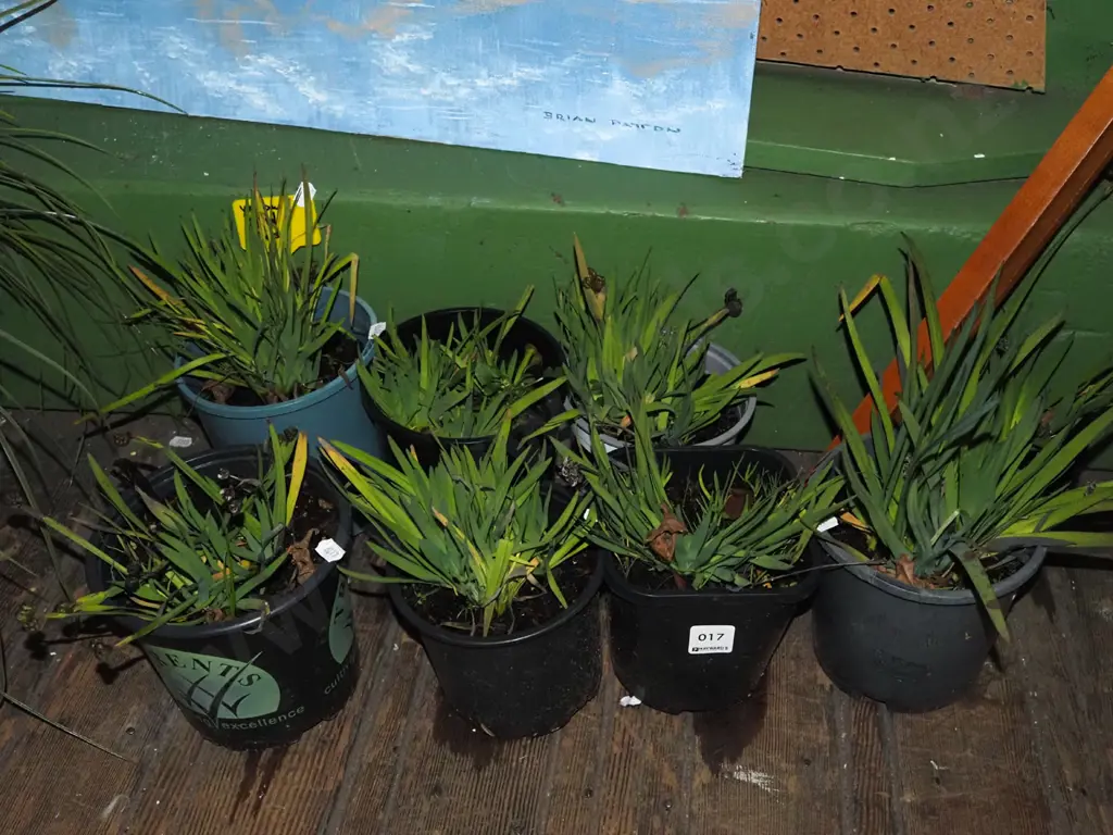 7x potted yellow eyed grasses Image 1++