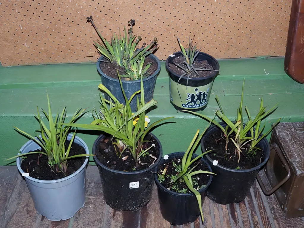 4x potted spiderwots, 2x yellow eyed grasses Image 1++