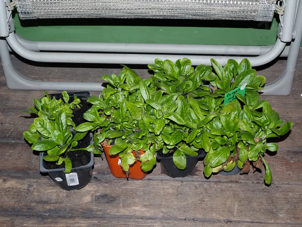 8x potted forget me nots Image 1++