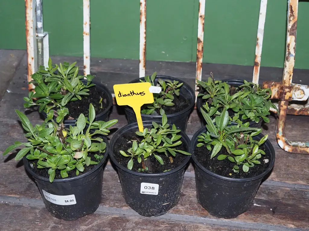 6x potted dianthus Image 1++