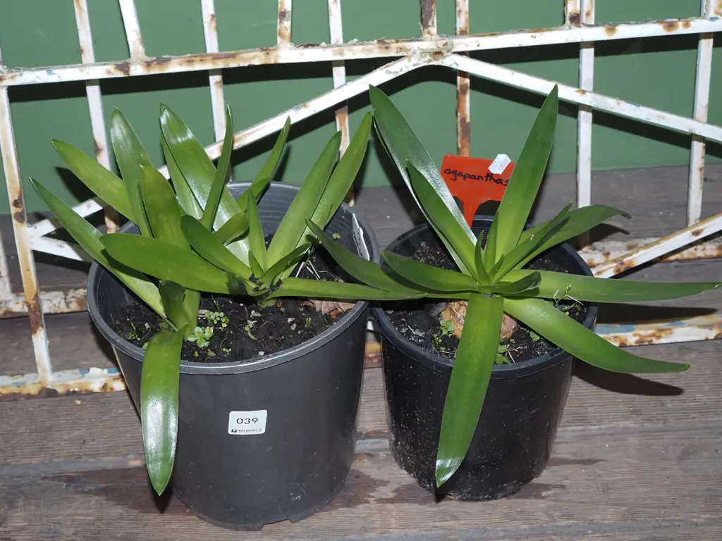 2x potted agapanthus Image 1++