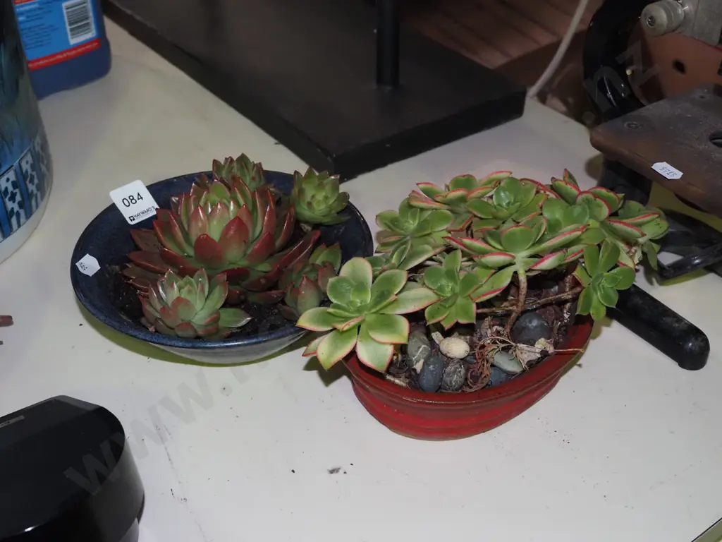2x small glazed potted succulents Image 1++