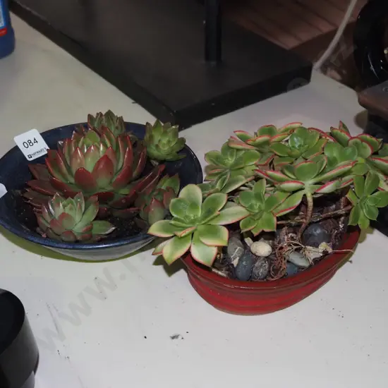 2x small glazed potted succulents