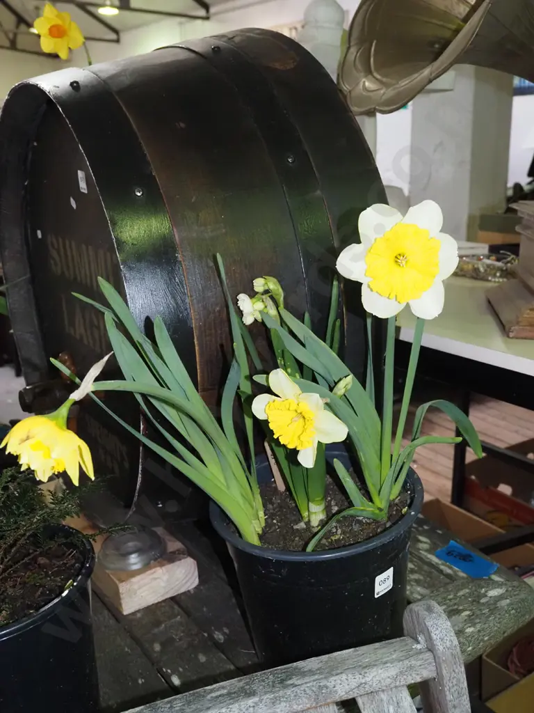 potted daffodils Image 1++