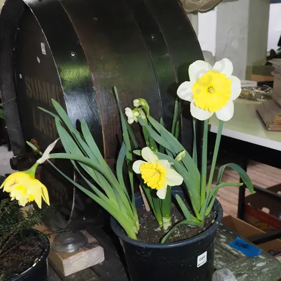 potted daffodils