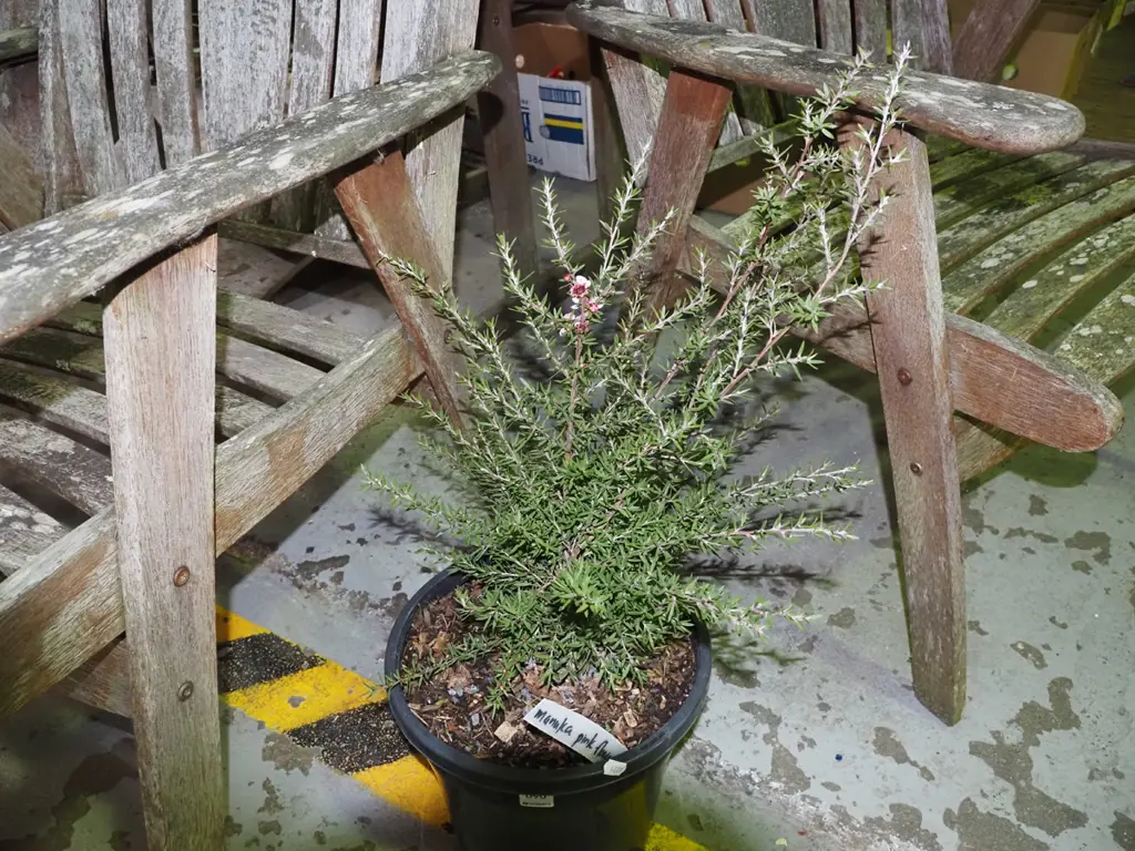 potted manuka with pink flowers Image 1++