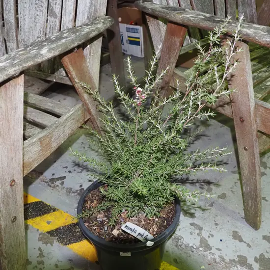potted manuka with pink flowers