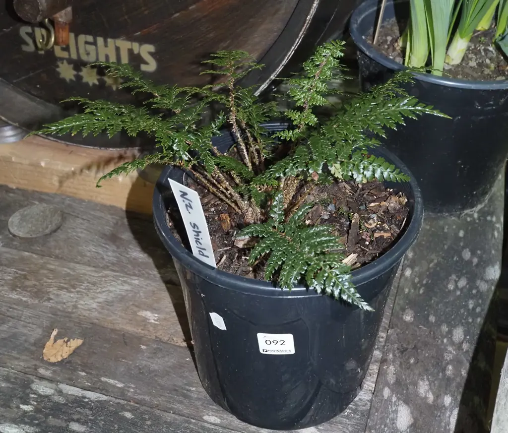 potted fern- NZ shield Image 1++