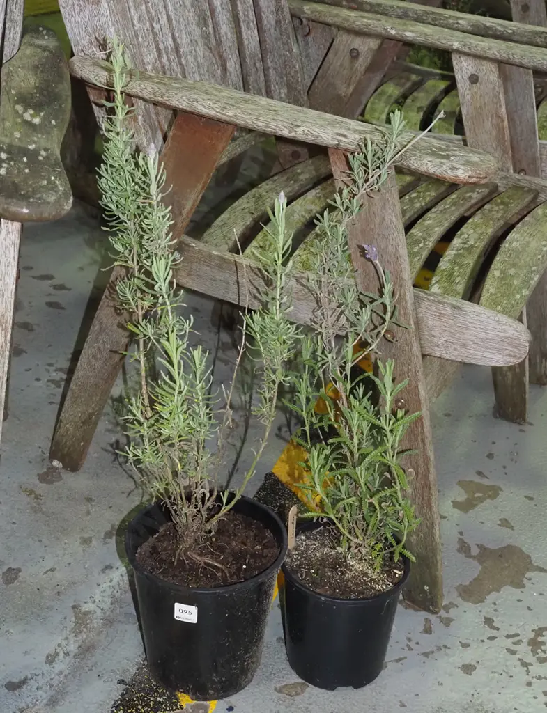 2x potted lavender Image 1++
