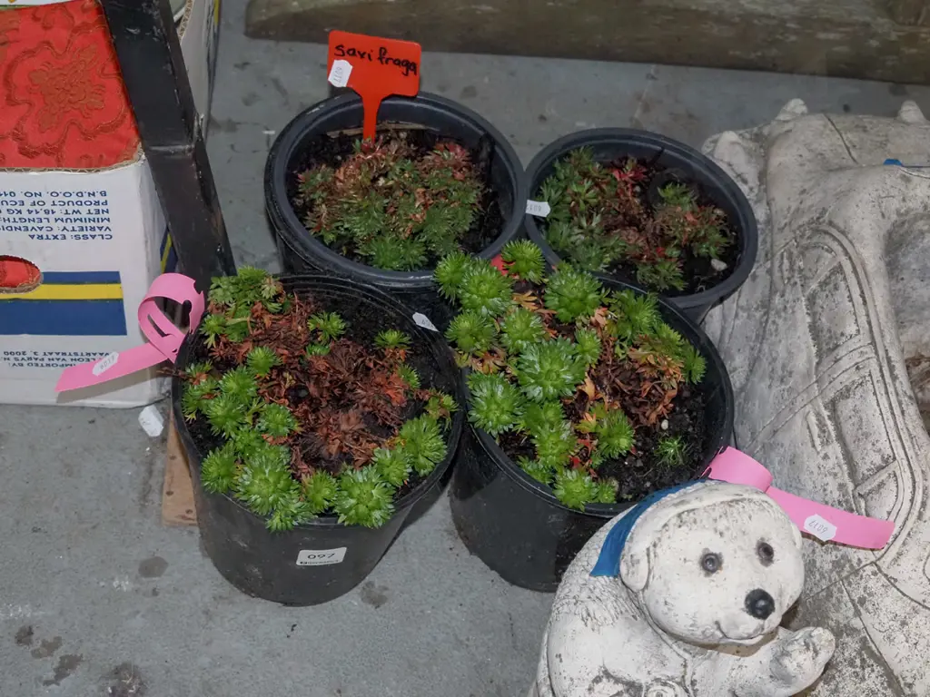4x potted saxifraga Image 1++