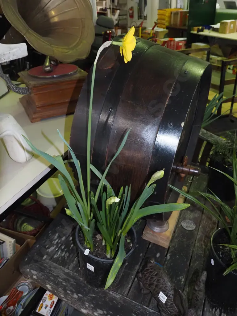 potted daffodils Image 1++