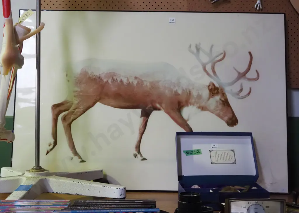 large print on board - stag  Image 1++