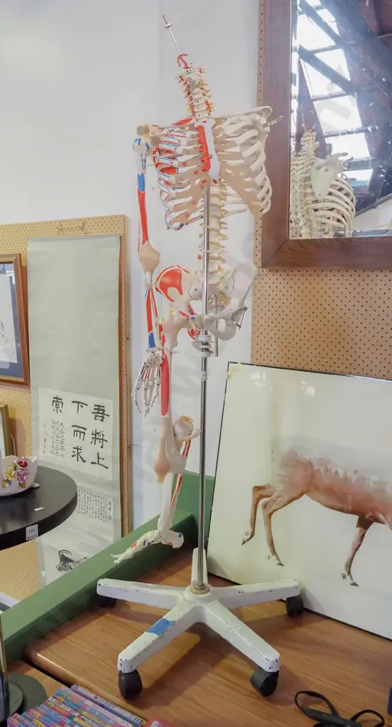 part anatomical skeleton on stand - H-1580 Image 1++