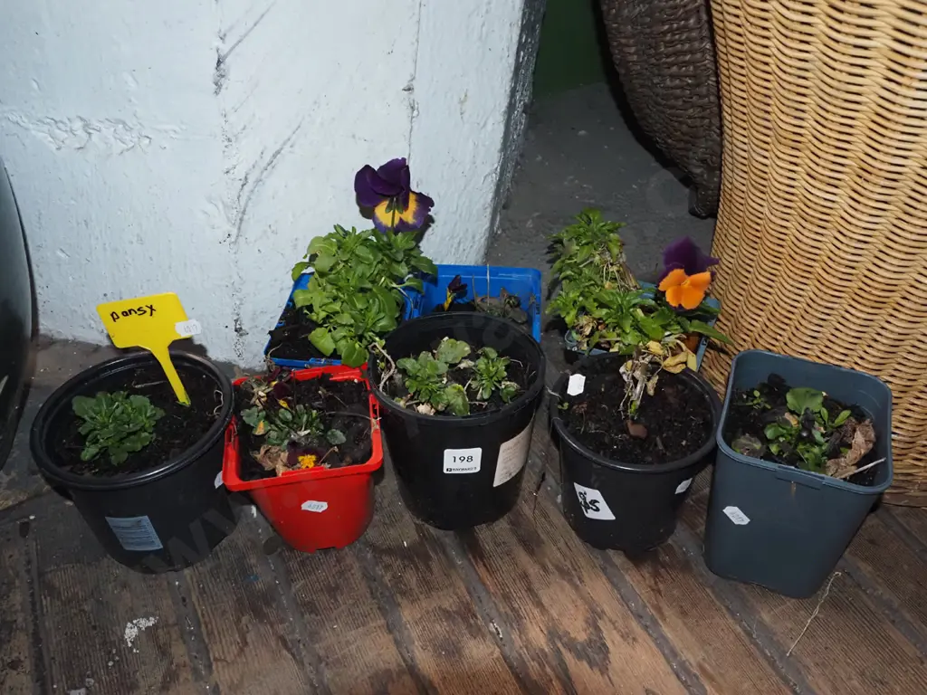 8x potted pansies Image 1++