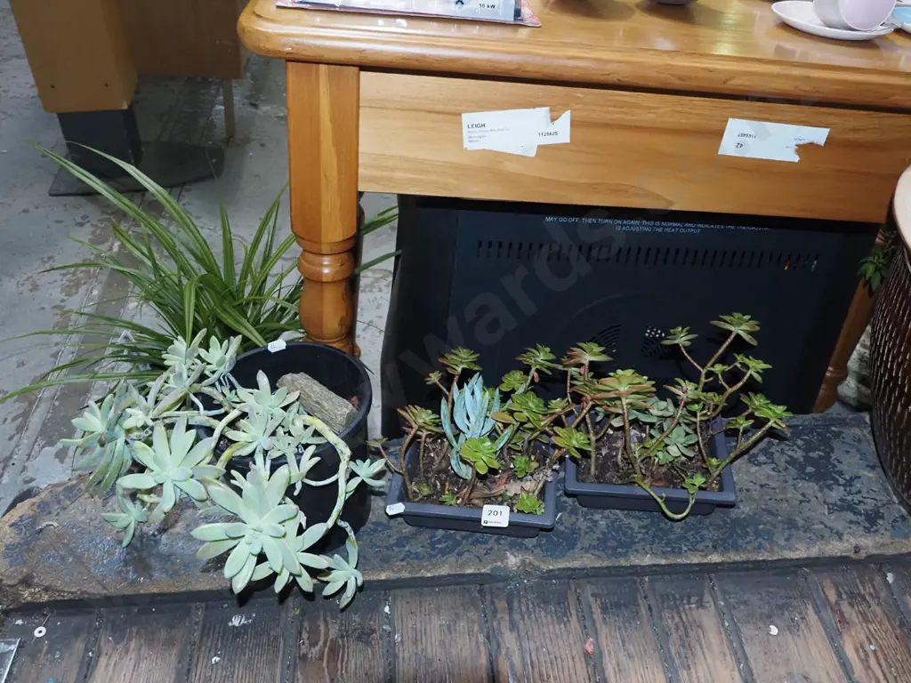 3x potted succulents Image 1++