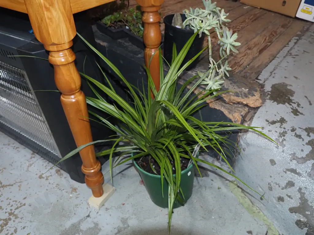 potted astelia (NZ bush lily) Image 1++