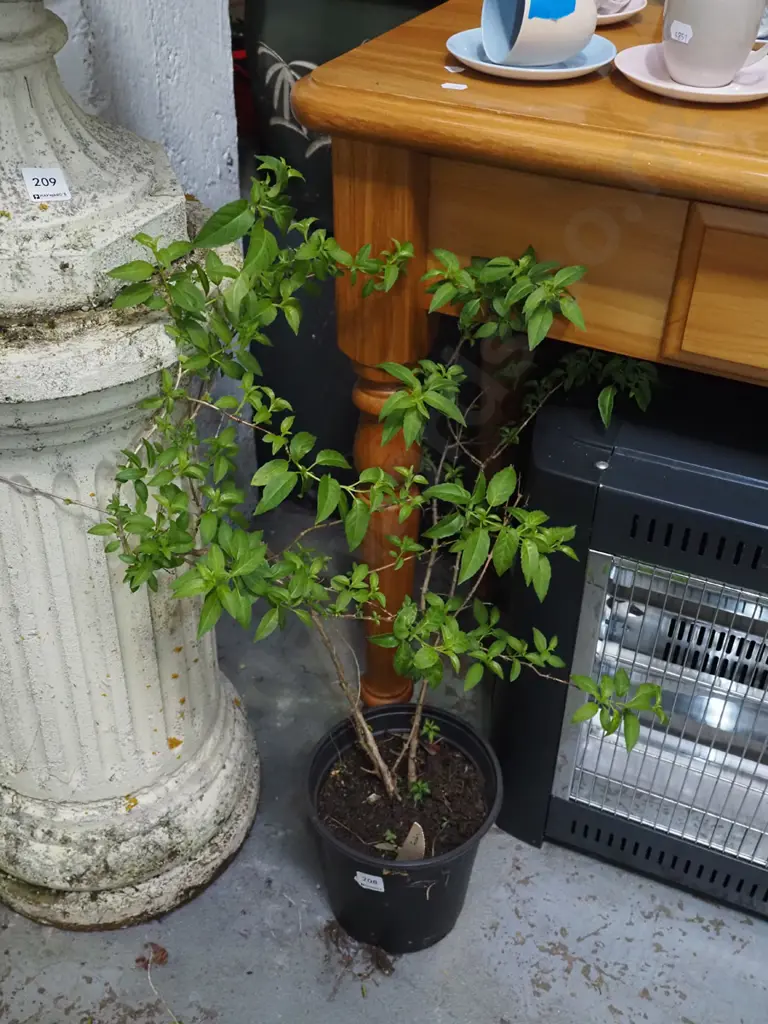 potted fuschia Image 1++
