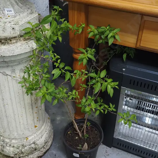 potted fuschia